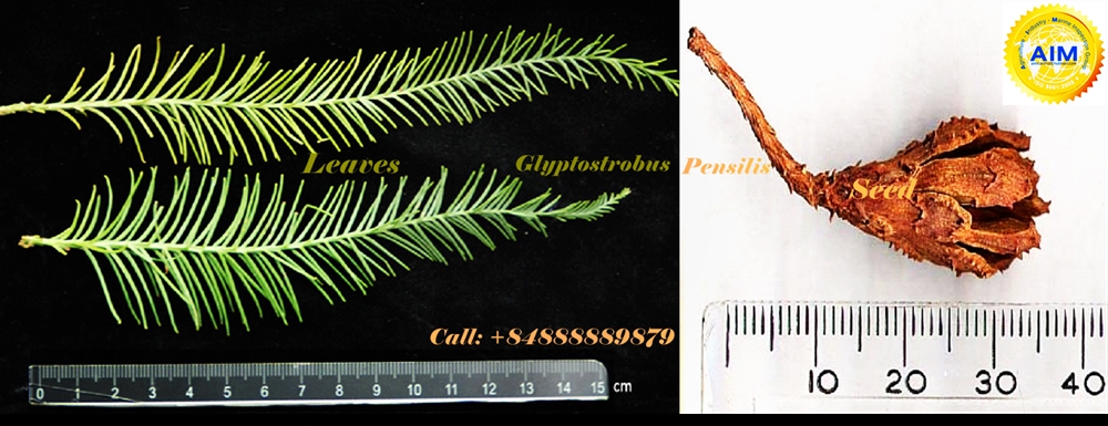 Kiem_dinh_Giam_dinh_Go_Thuy_Tung_Glyptostrobus_pensilis_Inspection_leaves_seed