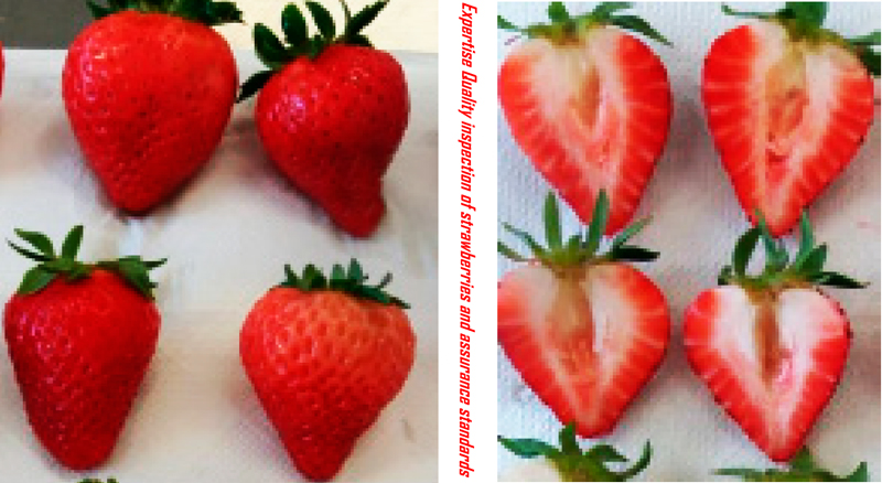 Expertise_Quality_inspection_of_strawberries_and_assurance_standard