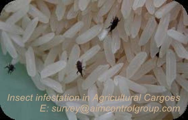 Insect_infestation_loss_prevention_for_Bagged_Agricultural_Cargoes