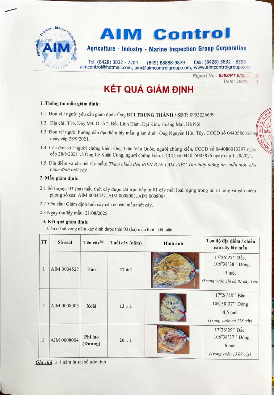 AIM-Group-inspection-of-age-tree-wood