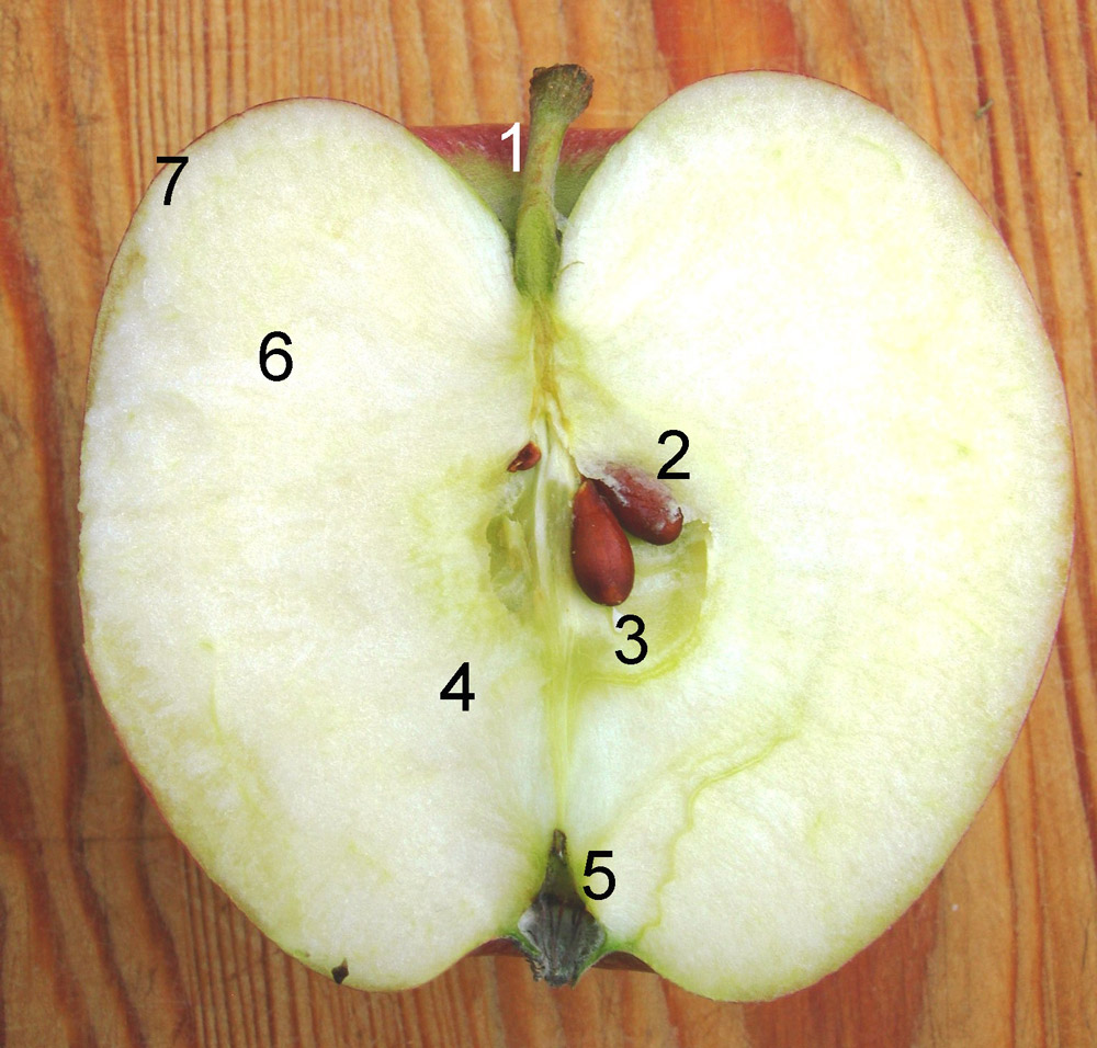 Яблоко с хвостиком