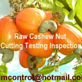 Raw Cashew Nut Testing Cutting Inspection