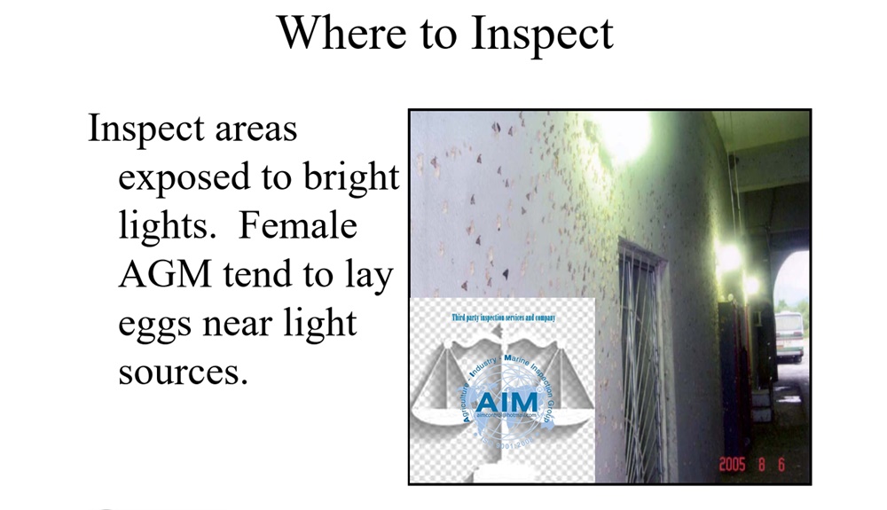 AIM_Group_inspects_for_Asian_gypsy_moths
